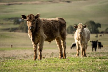Yeşil bir çiftlikteki bir tepedeki çayırda yaşayan ince bir inek sürüsü.
