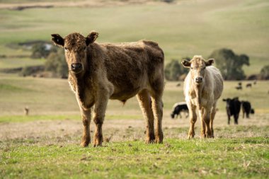 Yazdan sonra çayırlarda otlayan çiftlik inekleri.