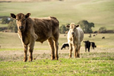 Yeşil bir çiftlikteki bir tepedeki çayırda yaşayan ince bir inek sürüsü.