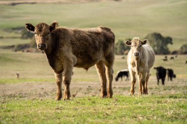 Yazdan sonra çayırlarda otlayan çiftlik inekleri.