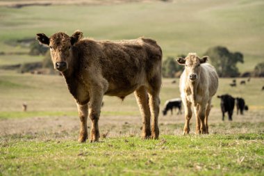 Yazdan sonra çayırlarda otlayan çiftlik inekleri.