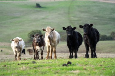 Yazdan sonra çayırlarda otlayan çiftlik inekleri.