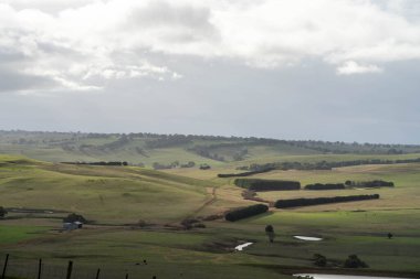 Yazdan sonra çayırlarda otlayan çiftlik inekleri.