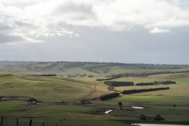 Yazdan sonra çayırlarda otlayan çiftlik inekleri.