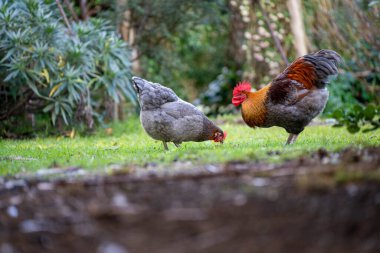 Avustralya 'da serbest tarım tavuk çiftliği. Otlak, yenilenebilir, sürdürülebilir bir tarım çiftliğinde yumurta yetiştirdi. Baharda yeşil çimlerin üzerinde.