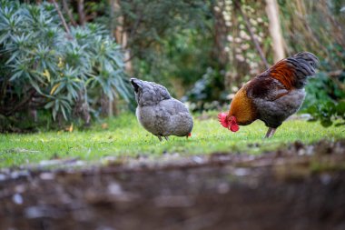 Avustralya 'da serbest tarım tavuk çiftliği. Otlak, yenilenebilir, sürdürülebilir bir tarım çiftliğinde yumurta yetiştirdi. Baharda yeşil çimlerin üzerinde.