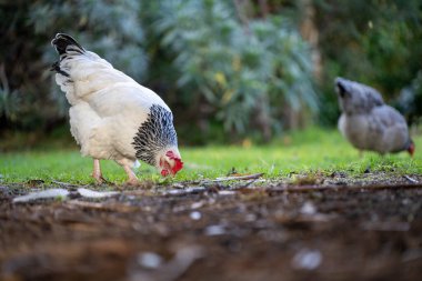 free range chicken farm in australia, pasture raised eggs on a regenerative sustainable agricultural farming on green grass in a field in spring clipart