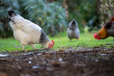 free range chicken farm in australia, pasture raised eggs on a regenerative sustainable agricultural farming on green grass in a field in spring clipart