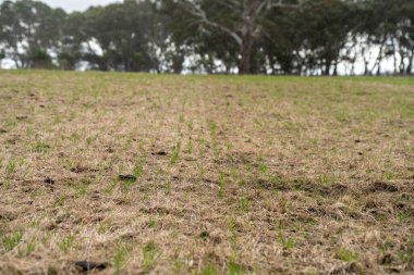 Yenileyici tarım çiftliği. Büyüyen buğday ve arpa hasadı Avustralya 'da sürdürülebilir tarım 