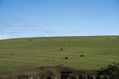 Yenileyici tarım çiftliği. Büyüyen buğday ve arpa hasadı Avustralya 'da sürdürülebilir tarım 