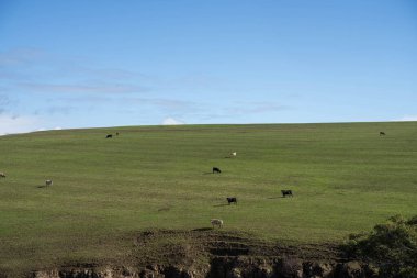Baharda Avustralya 'da bir inek çiftliğinde buğday tarlasında ekin yetiştirirken.