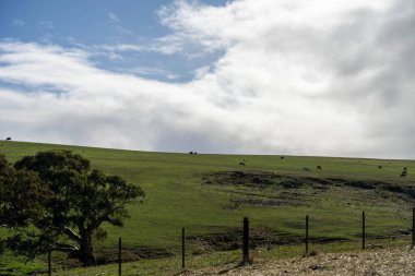Baharda Avustralya 'da bir inek çiftliğinde buğday tarlasında ekin yetiştirirken.