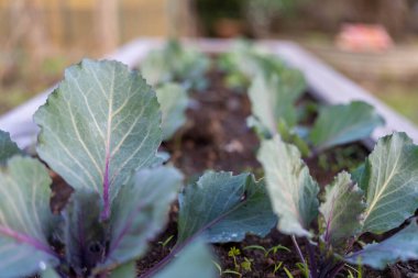 Avustralya 'da bir çiftlikte sebze, lahana ve brokoli yetiştiriyorlar.