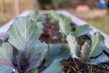 Avustralya 'da bir çiftlikte sebze, lahana ve brokoli yetiştiriyorlar.