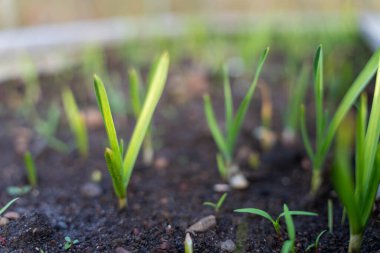 Bir tarım tarlasında sürdürülebilir yenilenebilir gıda çiftliğinde lahana, brokoli ve pırasa yetiştiriyorum. 