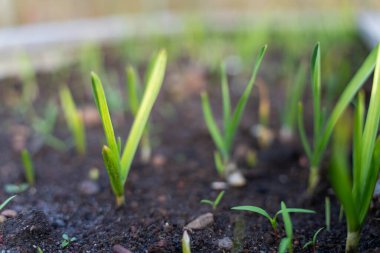 Bir tarım tarlasında sürdürülebilir yenilenebilir gıda çiftliğinde lahana, brokoli ve pırasa yetiştiriyorum. 