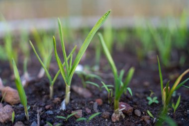 growing kale, broccoli and leeks in a sustainable regenerative food farm in a field on an agricultural farm 