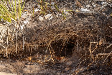 Toprak katmanları, kökleri, organik maddeleri ve ormandaki bitkileri içeren toprak profili.