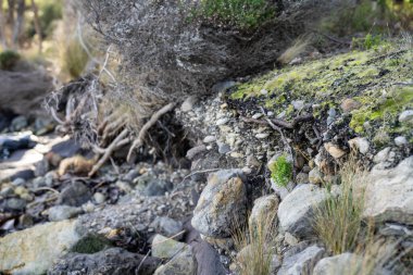 Toprak katmanları, kökleri, organik maddeleri ve ormandaki bitkileri içeren toprak profili.