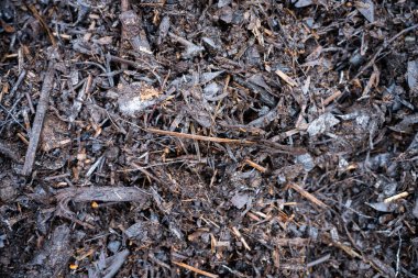 Gübre halkası, tarım tarlasında karbon sürdürülebilir yenilenebilir gıda çiftliği barındıran bir çiftlikte gübre yığını oluşturuyor. 