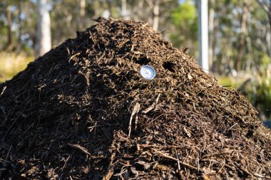 İlkbaharda Tazmanya Avustralya 'da bir çiftlikte dönen organik termofilik gübre yığınının sıcaklığını ölçüyor.