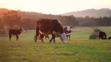 Avustralya 'daki güzel sığırlar ot yer, otlakta otlarlar. Tarımsal bir çiftlikte yetiştirilen sığır sürüsü. Sürdürülebilir tarım 