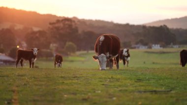 Avustralya 'daki güzel sığırlar ot yer, otlakta otlarlar. Tarımsal bir çiftlikte yetiştirilen sığır sürüsü. Sürdürülebilir tarım 