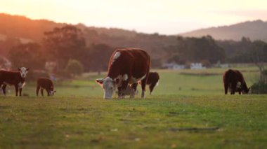 Avustralya 'daki güzel sığırlar ot yer, otlakta otlarlar. Tarımsal bir çiftlikte yetiştirilen sığır sürüsü. Sürdürülebilir tarım 