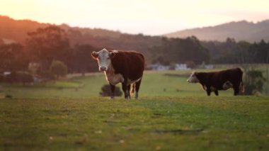 Avustralya 'daki güzel sığırlar ot yer, otlakta otlarlar. Tarımsal bir çiftlikte yetiştirilen sığır sürüsü. Sürdürülebilir tarım 