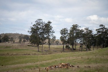 Ağaçları, çalıları, otları olan çok güzel bir Avustralya çalısı. Baharda bir ormanda karbon depoluyor.