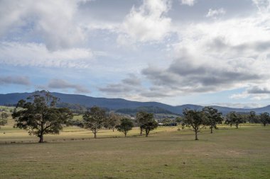 Avustralya ormanlarındaki güzel sakız ağaçları ve çalılar. Gumtrees ve yerli bitkiler baharda Avustralya 'da büyür. Bir ormanda büyüyen okaliptüs.