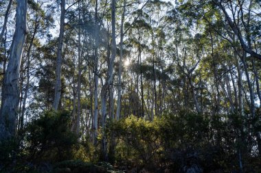Avustralya ormanlarındaki güzel sakız ağaçları ve çalılar. Gumtrees ve yerli bitkiler baharda Avustralya 'da büyür. Bir ormanda büyüyen okaliptüs.
