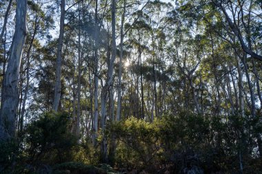 Avustralya ormanlarındaki güzel sakız ağaçları ve çalılar. Gumtrees ve yerli bitkiler baharda Avustralya 'da büyür. Bir ormanda büyüyen okaliptüs.
