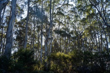 Avustralya ormanlarındaki güzel sakız ağaçları ve çalılar. Gumtrees ve yerli bitkiler baharda Avustralya 'da büyür. Bir ormanda büyüyen okaliptüs.