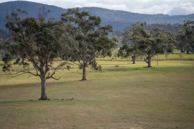 Avustralya ormanlarındaki güzel sakız ağaçları ve çalılar. Gumtrees ve yerli bitkiler baharda Avustralya 'da büyür. Bir ormanda büyüyen okaliptüs.