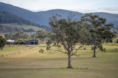 Avustralya ormanlarındaki güzel sakız ağaçları ve çalılar. Gumtrees ve yerli bitkiler baharda Avustralya 'da büyür. Bir ormanda büyüyen okaliptüs.