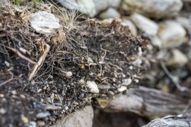 Toprak katmanları, kökleri, organik maddeleri ve çalılıklarda, ormanlarda ve plajlarda bitkileri olan toprak profili.