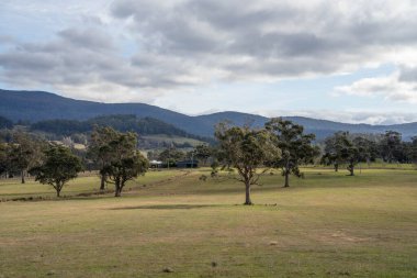 Avustralya ormanlarındaki güzel sakız ağaçları ve çalılar. Gumtrees ve yerli bitkiler baharda Avustralya 'da büyür. Bir ormanda büyüyen okaliptüs.