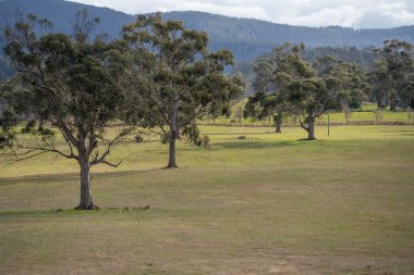Ağaçları, çalıları, otları olan çok güzel bir Avustralya çalısı. Baharda bir ormanda karbon depoluyor.