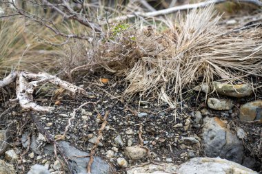 Toprak katmanları, kökleri, organik maddeleri ve çalılıklarda, ormanlarda ve plajlarda bitkileri olan toprak profili.