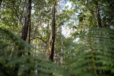 Ağaçları, çalıları, otları olan çok güzel bir Avustralya çalısı. Baharda bir ormanda karbon depoluyor.