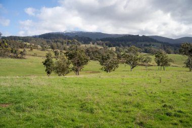 Avustralya ormanlarındaki güzel sakız ağaçları ve çalılar. Gumtrees ve yerli bitkiler baharda Avustralya 'da büyür. Bir ormanda büyüyen okaliptüs.