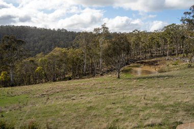 Avustralya ormanlarındaki güzel sakız ağaçları ve çalılar. Gumtrees ve yerli bitkiler baharda Avustralya 'da büyür. Bir ormanda büyüyen okaliptüs.
