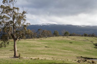 Avustralya ormanlarındaki güzel sakız ağaçları ve çalılar. Gumtrees ve yerli bitkiler baharda Avustralya 'da büyür. Bir ormanda büyüyen okaliptüs.