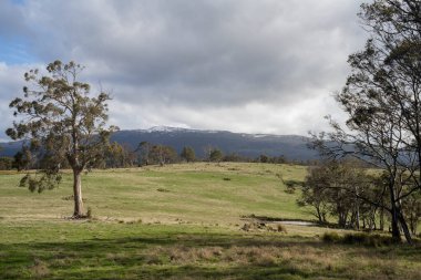 Avustralya ormanlarındaki güzel sakız ağaçları ve çalılar. Gumtrees ve yerli bitkiler baharda Avustralya 'da büyür. Bir ormanda büyüyen okaliptüs.