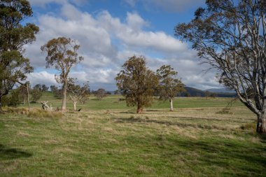 Avustralya ormanlarındaki güzel sakız ağaçları ve çalılar. Gumtrees ve yerli bitkiler baharda Avustralya 'da büyür. Bir ormanda büyüyen okaliptüs.