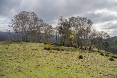 Avustralya ormanlarındaki güzel sakız ağaçları ve çalılar. Gumtrees ve yerli bitkiler baharda Avustralya 'da büyür. Bir ormanda büyüyen okaliptüs.
