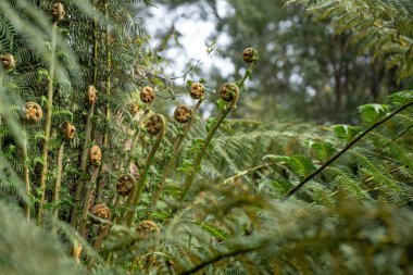 Avustralya ormanlarındaki güzel sakız ağaçları ve çalılar. Gumtrees ve yerli bitkiler baharda Avustralya 'da büyür. Bir ormanda büyüyen okaliptüs.