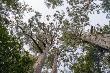 Avustralya ormanlarındaki güzel sakız ağaçları ve çalılar. Gumtrees ve yerli bitkiler baharda Avustralya 'da büyür. Bir ormanda büyüyen okaliptüs.