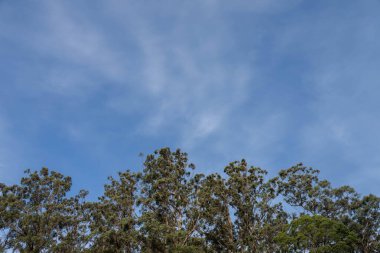 Avustralya ormanlarındaki güzel sakız ağaçları ve çalılar. Gumtrees ve yerli bitkiler baharda Avustralya 'da büyür. Bir ormanda büyüyen okaliptüs.